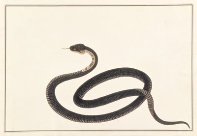 Snake, from Drawings of Animals, Insects and Reptiles from Malacca by Chinese School